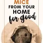 how to get rid of mice rodent proofing your home