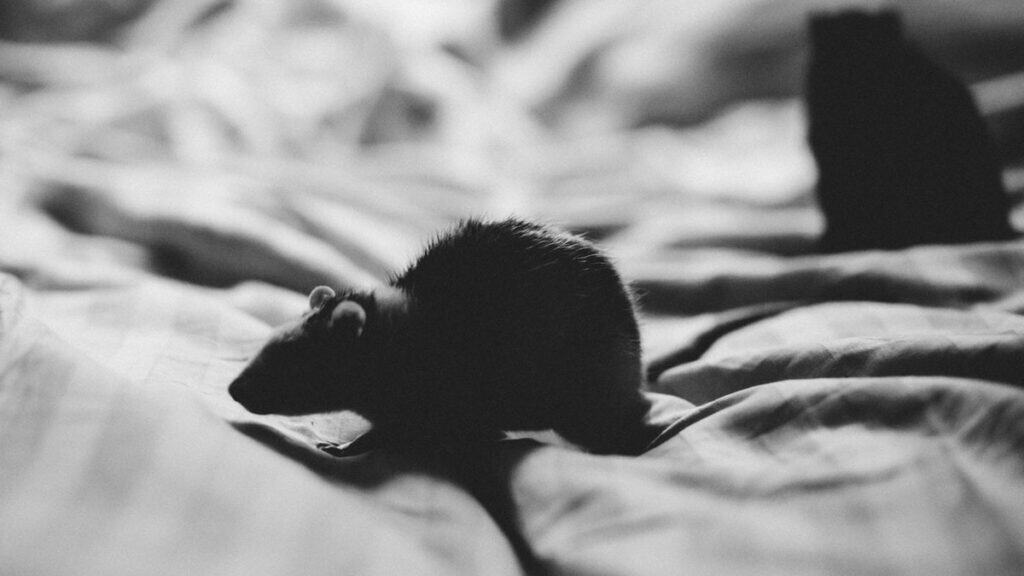 how to get rid of mice