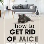 how to get rid of mice