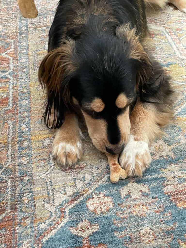 choosing paint colors from rug